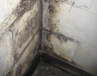 Mold in Basement