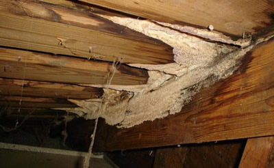 Mold under Stairs