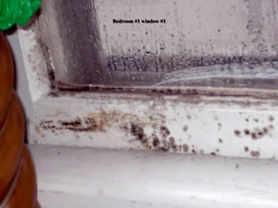 Mold on Window